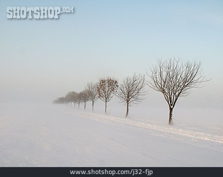 
                Winter, Nebel, Baumreihe                   