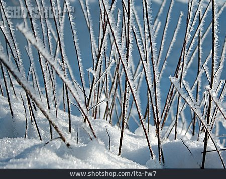
                Winter, Frost, Vereist, Zweige                   