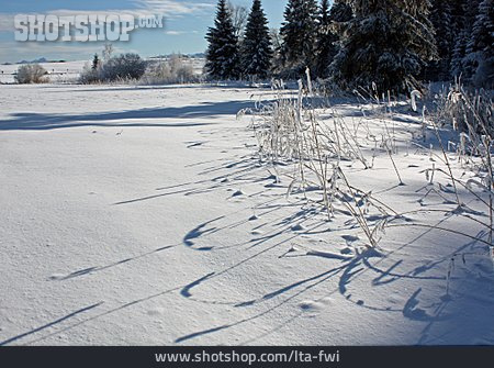 
                Gräser, Winterlandschaft, Zugefroren, Kirchsee                   