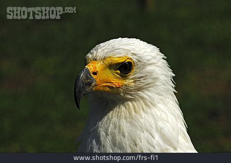
                Weißkopfseeadler                   
