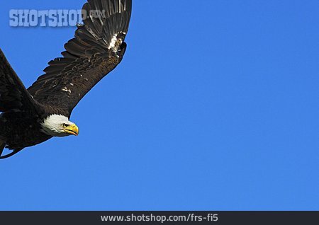 
                Flying, Eagle, White Tailed Eagle                   