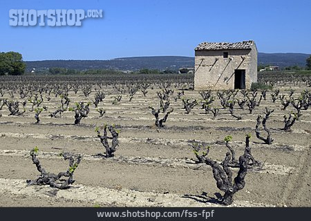 
                Weinrebe, Weinanbau, Provence                   
