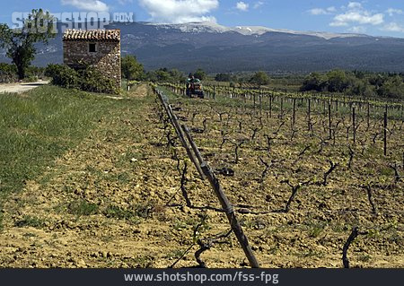 
                Landwirtschaft, Weinanbau, Provence                   