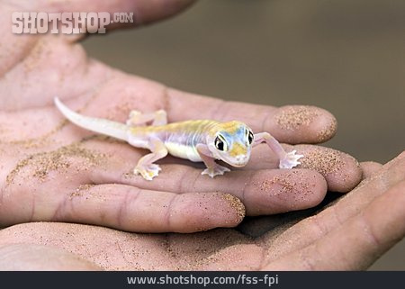 
                Gecko, Namibgecko                   