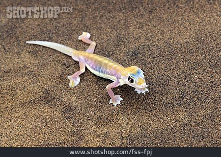 
                Gecko, Namibgecko                   