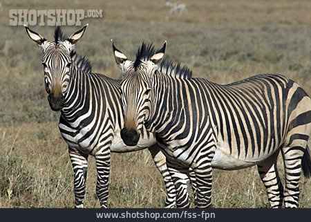 
                Steppe, Zebra, Bergzebra                   