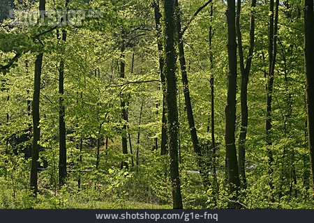 
                Wald, Laubwald, Osnabrücker Land                   