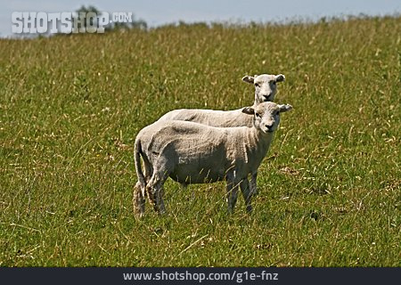 
                Nutztier, Schaf, Geschoren                   