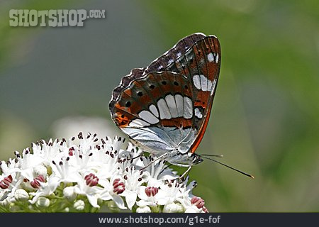 
                Schmetterling, Blauschwarzer Eisvogel                   