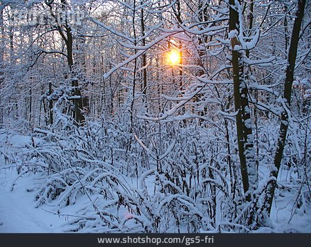 
                Sonnenuntergang, Winterwald                   