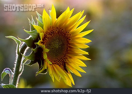 
                Sonnenblume, Blüte                   
