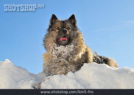 
                Hund, Wolfsspitz                   