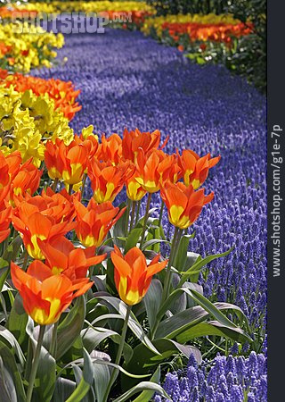 
                Tulpe, Frühling, Blumenmeer                   