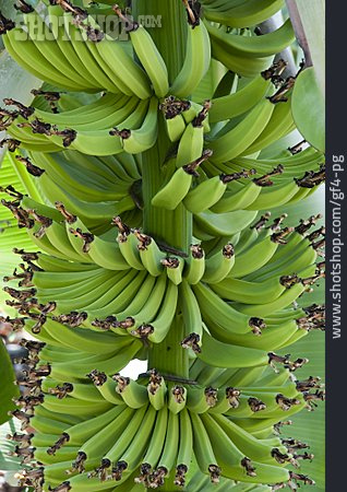 
                Banane, Bananenstaude                   
