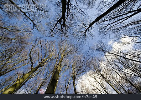 
                Froschperspektive, Baum, Winter                   
