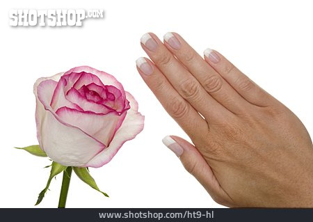 
                Rose, Hand, Nagelpflege, Maniküre, Handpflege                   