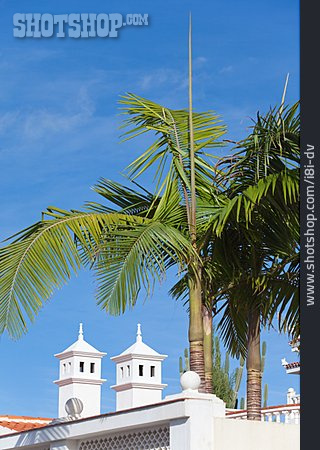 
                Kirchturm, Palme, Teneriffa, Puerto De La Cruz                   