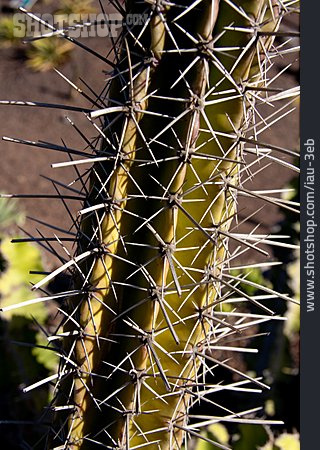 
                Kaktus, Stachel, Stachelig                   