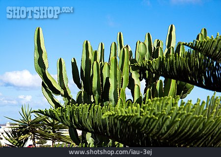 
                Kaktus, Zypresse                   