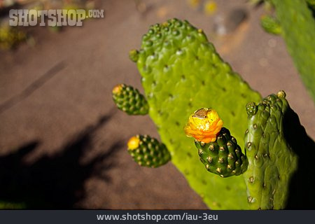
                Kaktus, Kaktusblüte                   