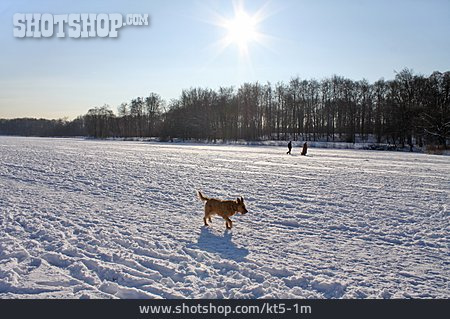 
                Hund, Winterspaziergang                   