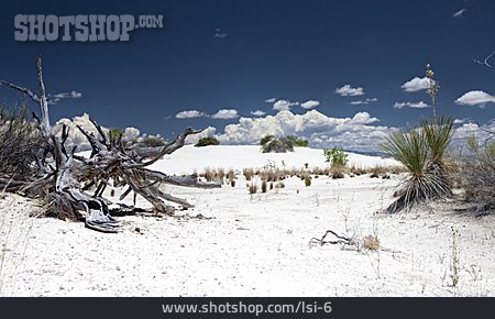 
                Chihuahua-wüste, New Mexico                   