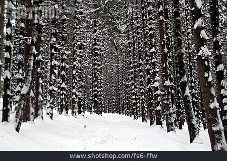 
                Wald, Tannenwald                   
