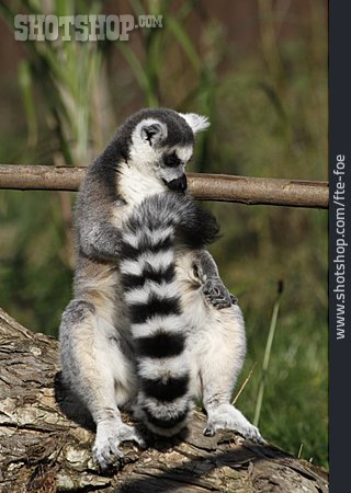 
                Ring Tailed Lemur                   