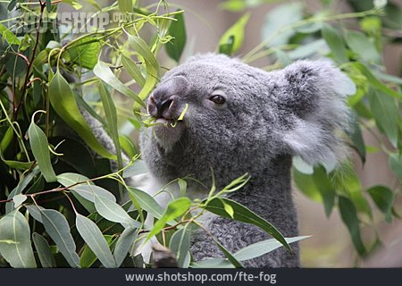 
                Fressen, Koala                   