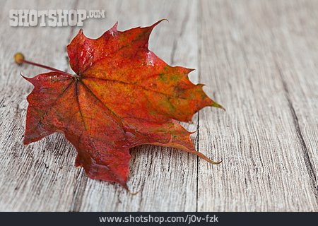 
                Herbstlich, Ahornblatt, Blattfärbung                   