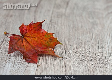 
                Herbstlich, Ahornblatt                   