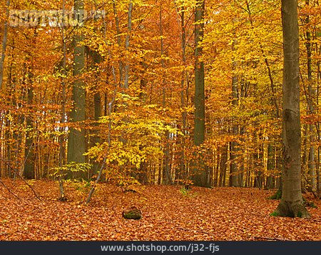 
                Wald, Herbststimmung, Buchenwald                   