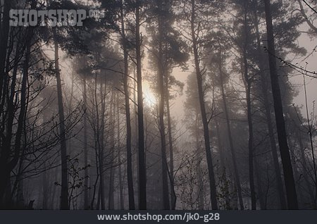 
                Sonnenlicht, Wald, Nebel                   