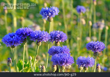 
                Kornblume, Kornblumenblüte                   