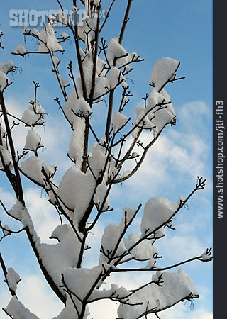 
                Snowy, Branches                   