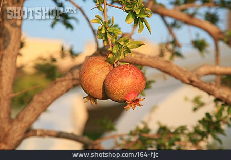 
                Granatapfel, Granatapfelbaum                   