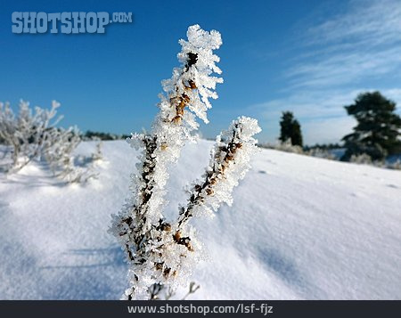 
                Winterlandschaft, Frost, Raureif                   