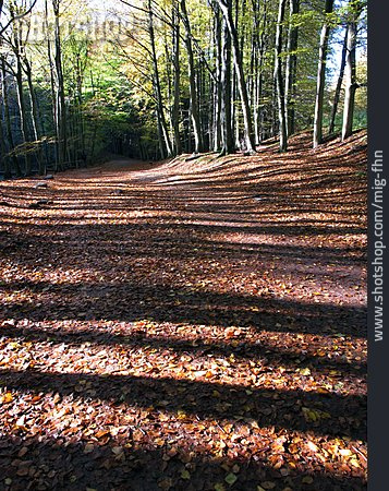 
                Wald, Herbstlaub, Laubwald                   