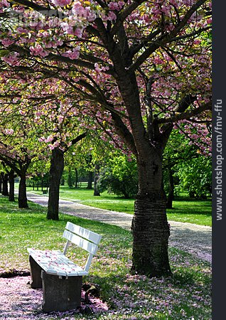
                Park, Frühling, Baumblüte                   