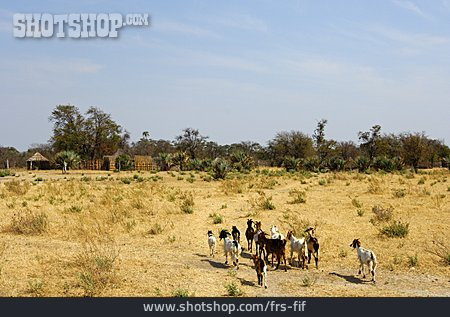 
                Afrika, Ziegenherde                   