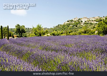 
                Provence, Lavendelfeld, Gordes                   