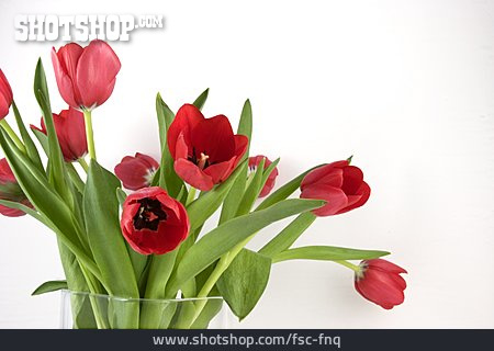 
                Blumenstrauß, Tulpenstrauß, Tulpen                   