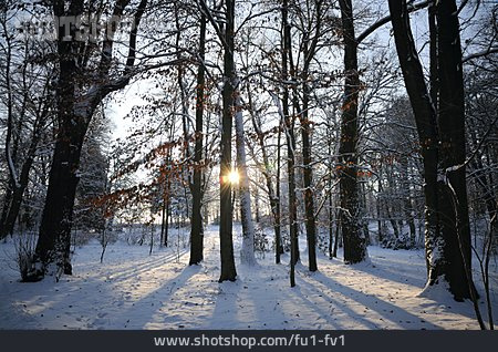 
                Sonne, Wald, Winter                   