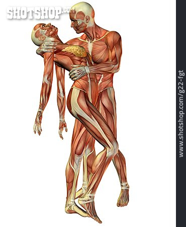 
                Anatomie, Muskelaufbau, 3d-rendering, Medizinische Grafik                   
