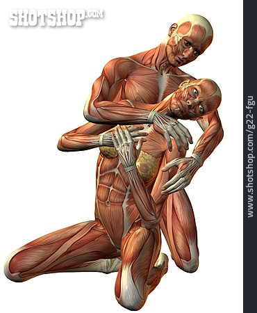 
                Anatomie, Muskelaufbau, 3d-rendering, Medizinische Grafik                   