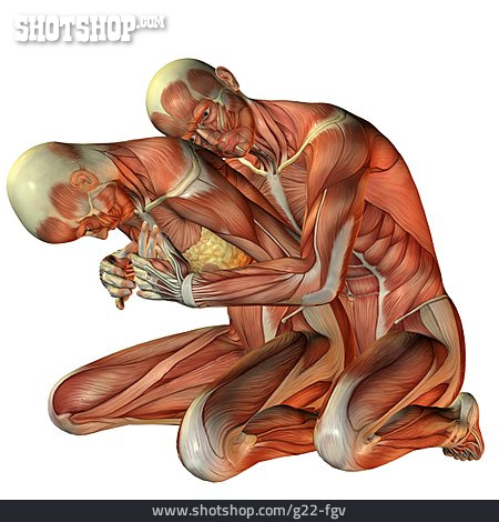 
                Anatomy, Muscle, 3d Rendering, Medical Illustrations                   