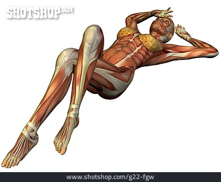 
                Anatomie, Muskelaufbau, Medizinische Grafik                   