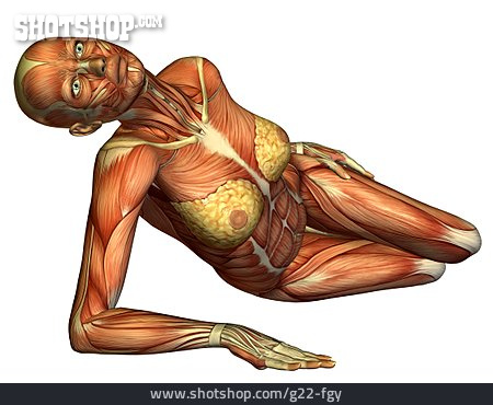 
                Körper, Muskeln                   