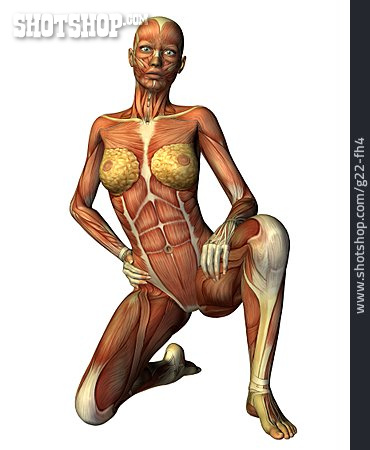 
                Anatomy, Muscle, Medical Illustrations                   