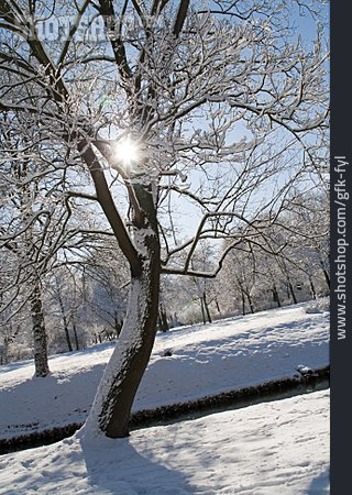 
                Baum, Winter, Wintersonne                   